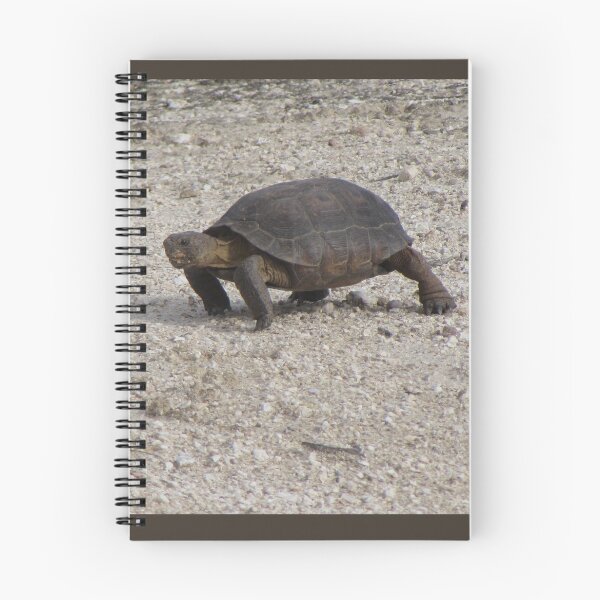 Artikelvorschau, Wüstenschildkröte entworfen und verkauft von Ingasi.