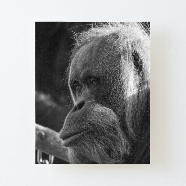 Orangutan Canvas Mounted Print