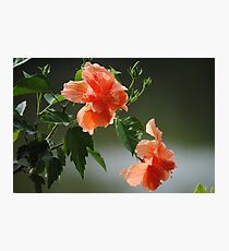 Shining Through Photographic Print