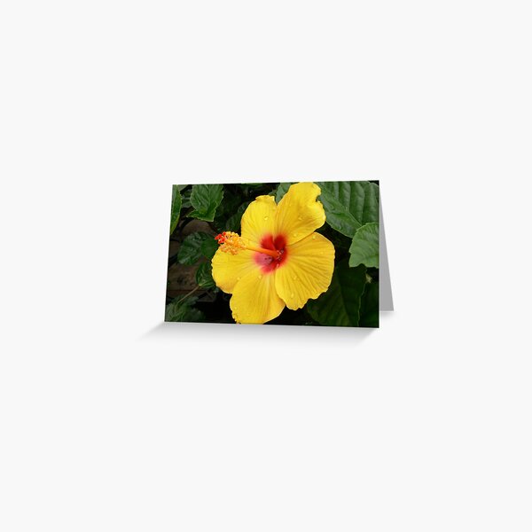Mesmerized! Greeting Card