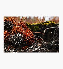Gumballs Photographic Print