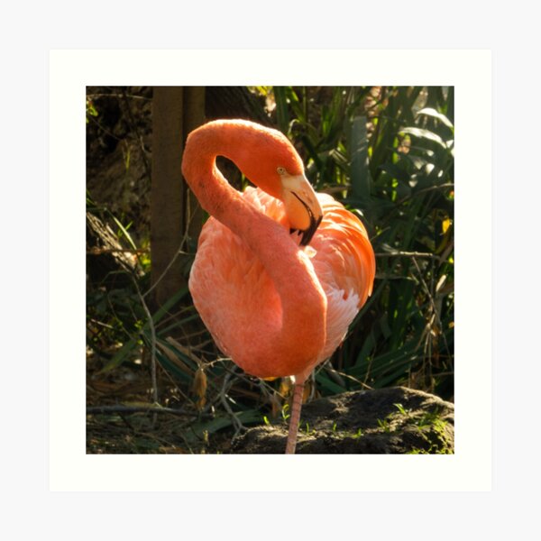 Flamingo Art Print