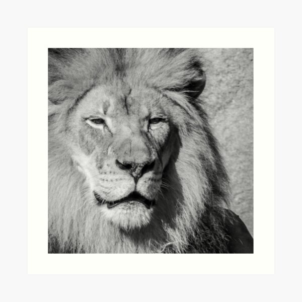 Lion Art Print