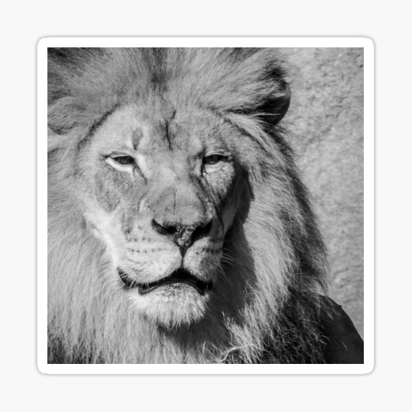Lion Sticker