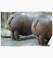 Hippo Hooplah Poster