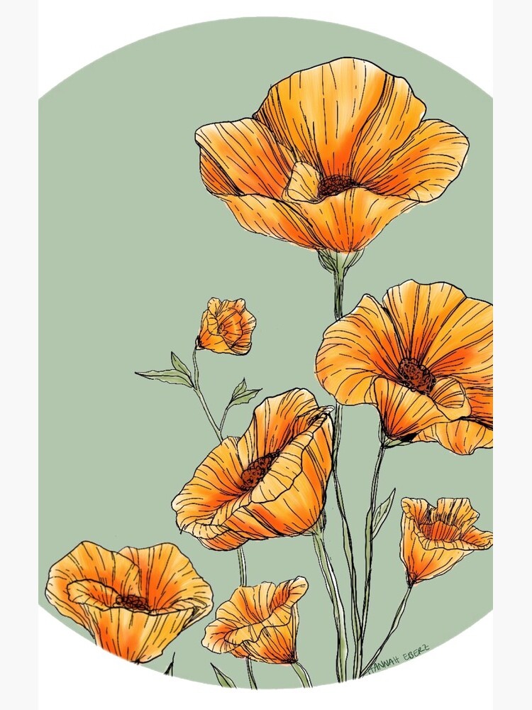 California Poppies by hannaheberz