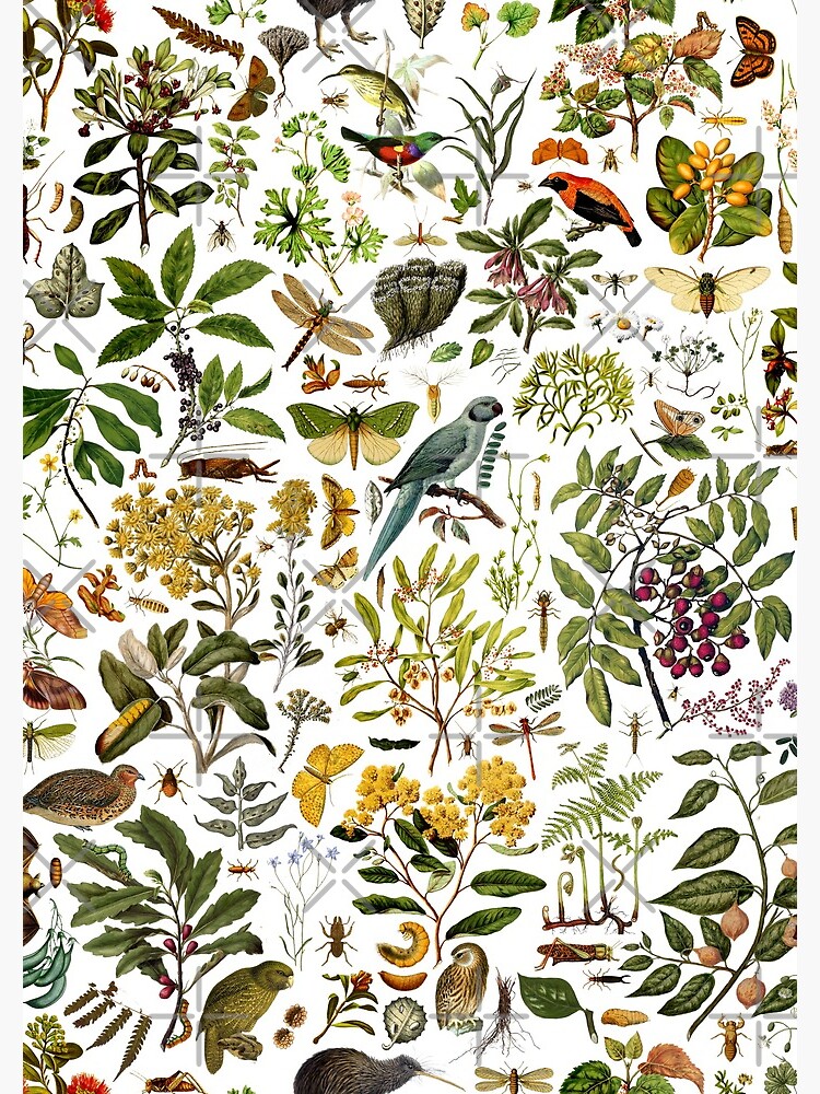 New Zealand Biology by rolphenstien