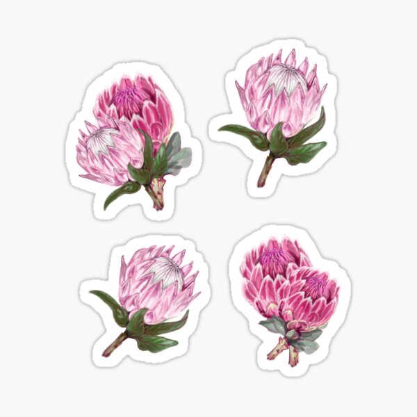 Pink Proteas Pattern Sticker