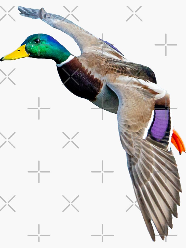 Thumbnail 3 of 3, Sticker, Coming into land designed and sold by Dalyn.