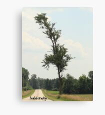 Indubitably Canvas Print