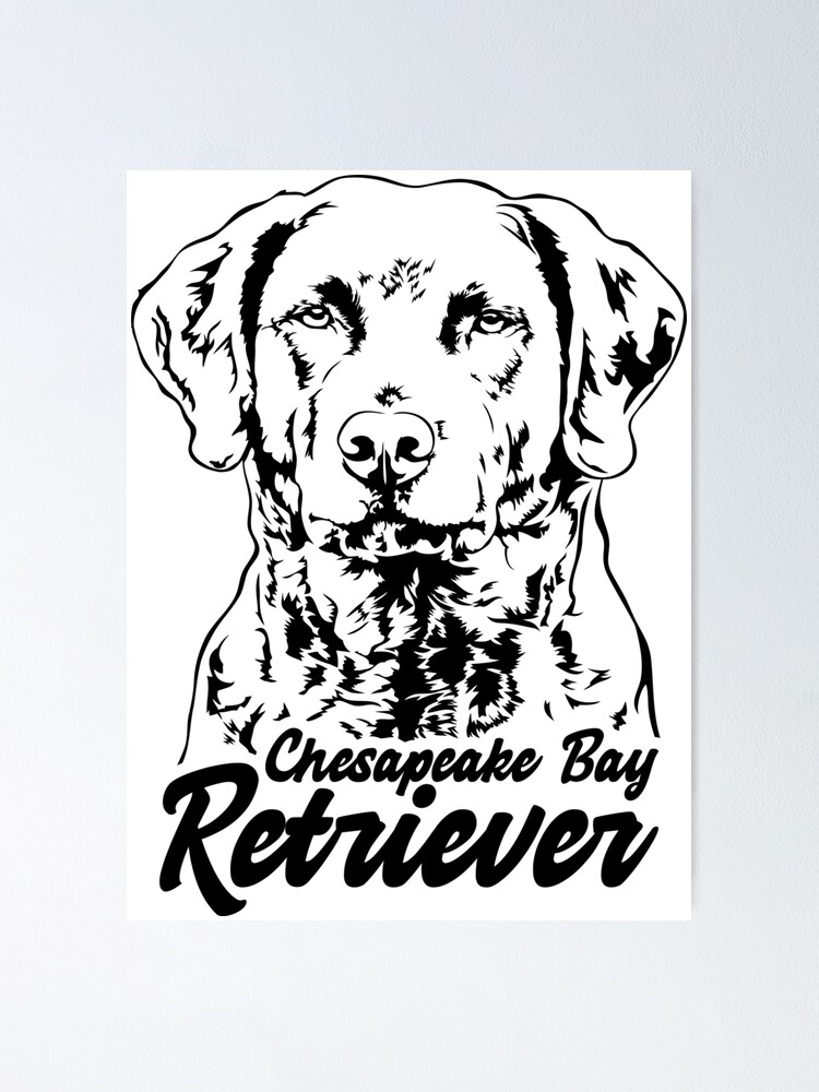 finished chesapeake bay retriever for sale