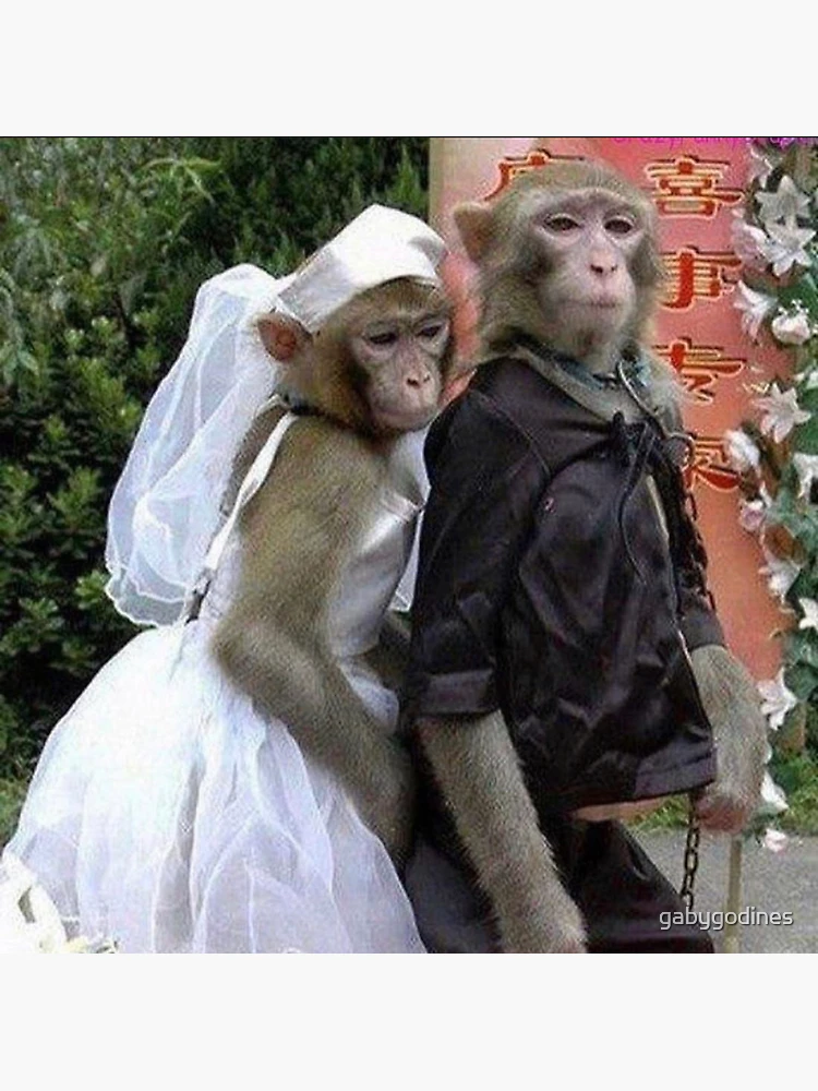 Monkey Wedding Sticker