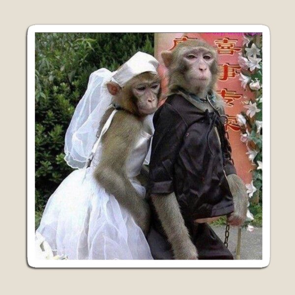 Monkey Wedding