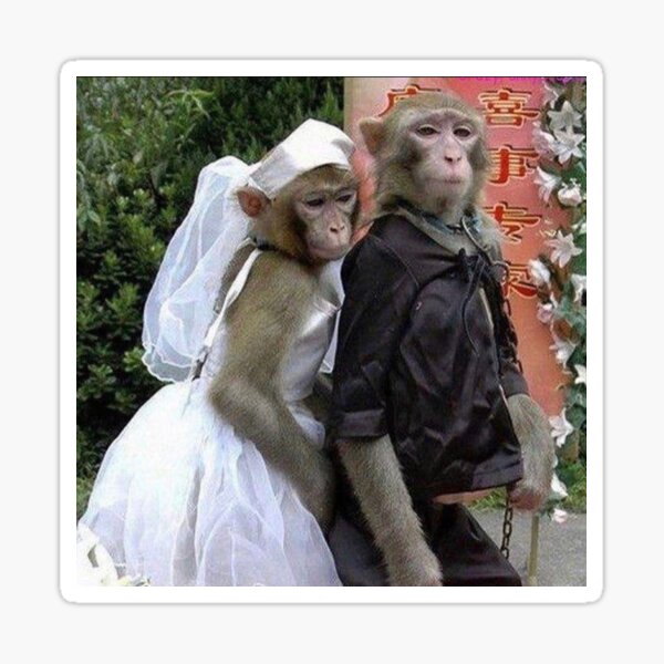 Écoutez un singe vous demander en mariage