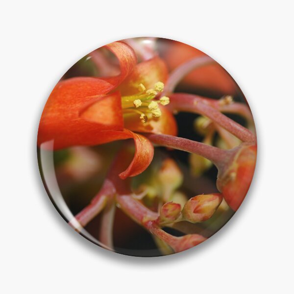 Item preview, Pigs Ear Flower Cotyledon Macrantha designed and sold by Joy Watson - Natural Light Photography .