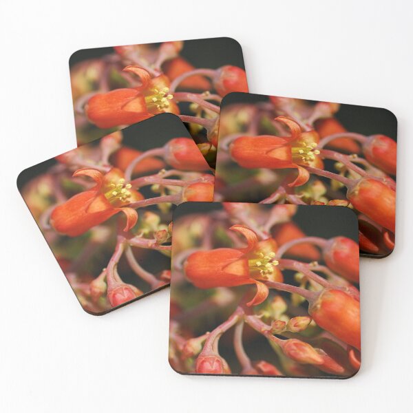 Item preview, Pigs Ear Flower Cotyledon Macrantha designed and sold by Joy Watson - Natural Light Photography .