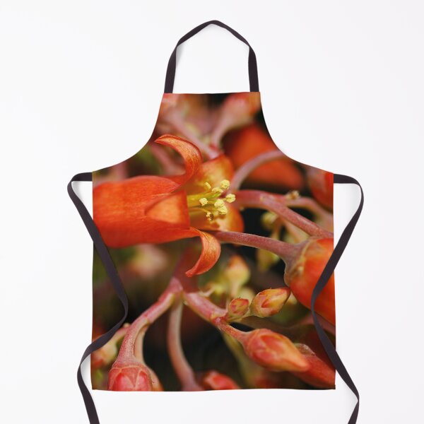 Item preview, Pigs Ear Flower Cotyledon Macrantha designed and sold by Joy Watson - Natural Light Photography .