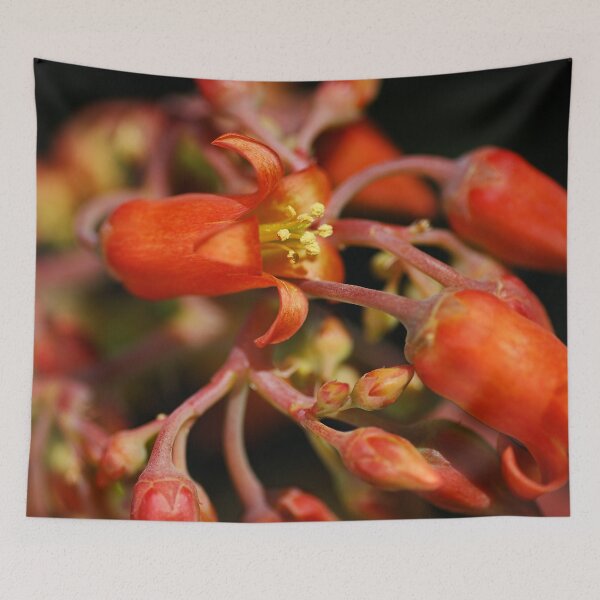 Item preview, Pigs Ear Flower Cotyledon Macrantha designed and sold by Joy Watson - Natural Light Photography .