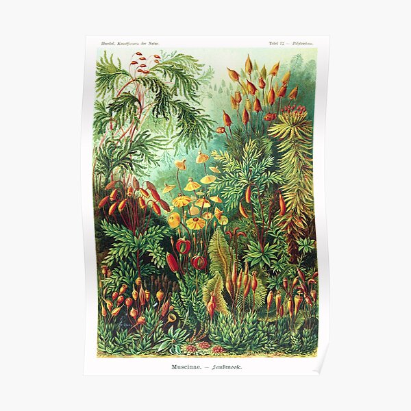 Ernst Haeckel - Muscinae (mosses) - Vintage Botanical illustration Poster