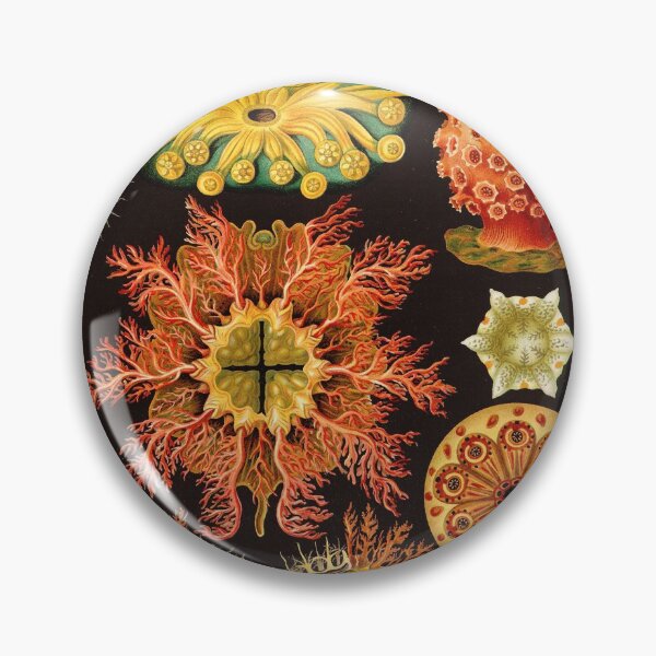 Item preview, Ernst Haeckel - Ascidiae (Sea Squirts) - Vintage Botanical illustration designed and sold by DejaVuStudio.