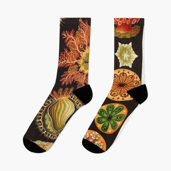 Item preview, Ernst Haeckel - Ascidiae (Sea Squirts) - Vintage Botanical illustration designed and sold by DejaVuStudio.