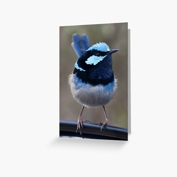 Superb Blue Wren - Malurus cyaneus Greeting Card