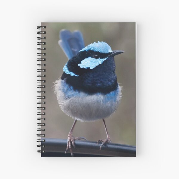 Superb Blue Wren - Malurus cyaneus Spiral Notebook