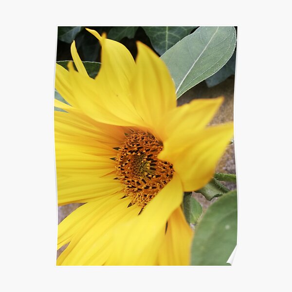 Girasol Posters for Sale | Redbubble