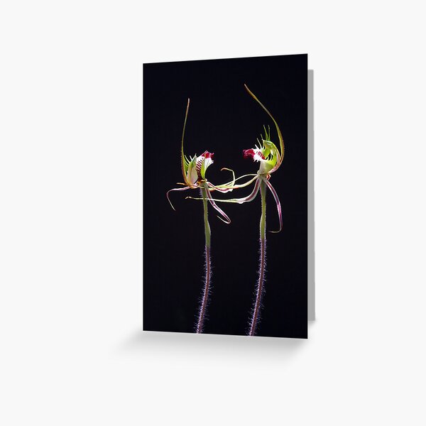 Dancing Spider Orchids - Arachnorchis tentaculata Greeting Card