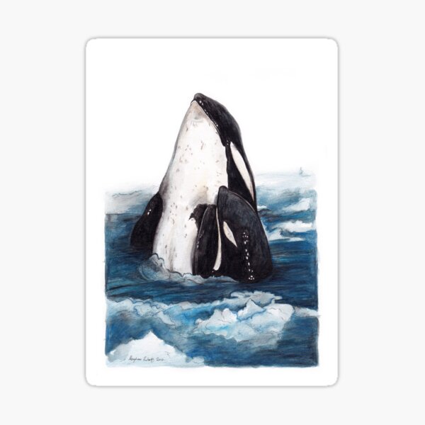 Orca and Baby (Killer Whale) Sticker