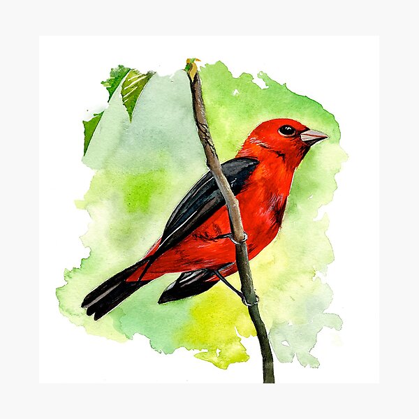 Scarlet Tanager Photographic Print