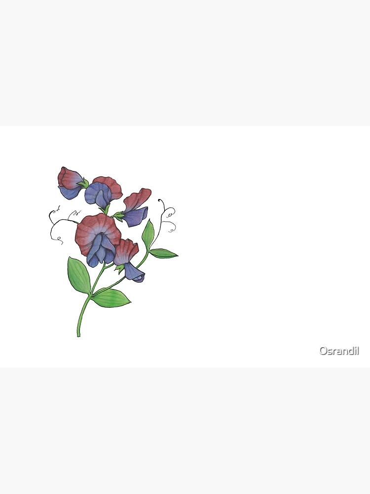 Sweetpea (Lathyrus odoratus) by Osrandil