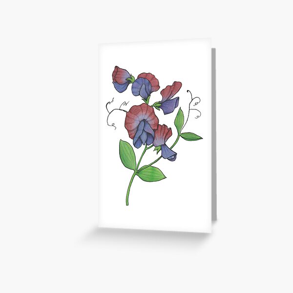 Sweetpea (Lathyrus odoratus) Greeting Card