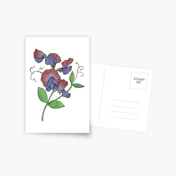 Sweetpea (Lathyrus odoratus) Postcard