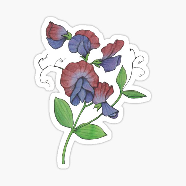 Sweetpea (Lathyrus odoratus) Sticker