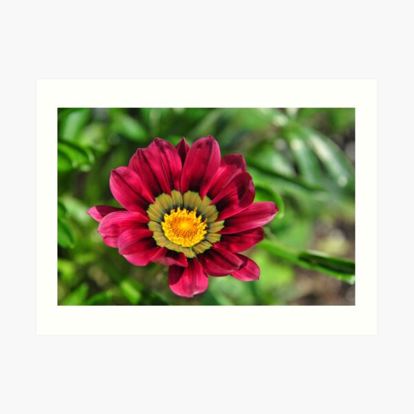 Blooming Red Flower ! Art Print