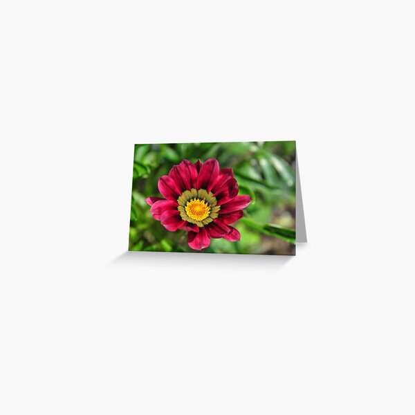 Blooming Red Flower ! Greeting Card