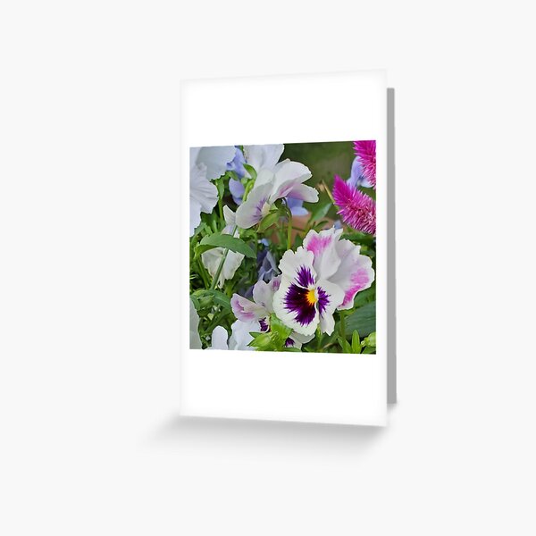 Pansies Mid Summer Greeting Card
