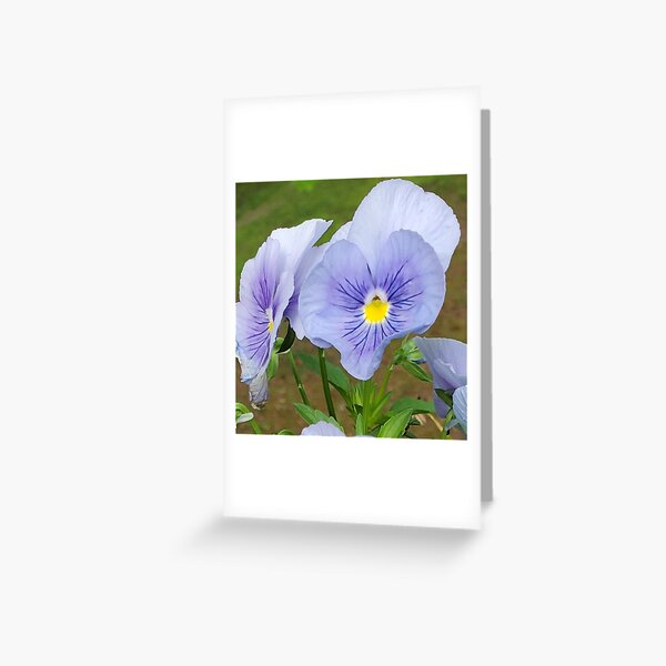 A Heart of a Pansy Flower Greeting Card