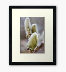 Softness Framed Print
