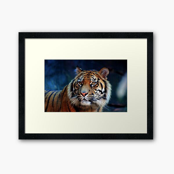 Majestic Gaze Framed Art Print