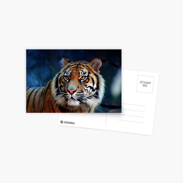 Majestic Gaze Postcard
