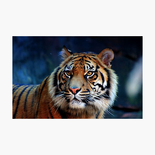 Majestic Gaze Photographic Print