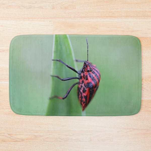 Item preview, Macro Black-red striped bug (Minstrel bug, Graphosoma lineatum) on green leaf of iris - Funny Insects Entomology Gift  designed and sold by r-silver.
