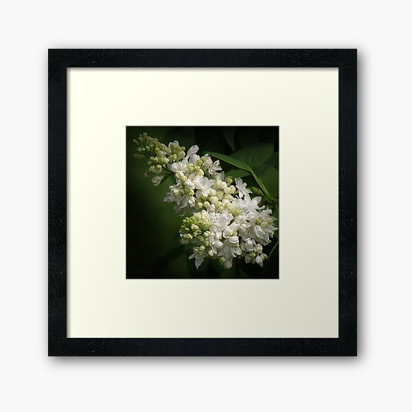 Item preview, White Lilac designed and sold by sunshine65.