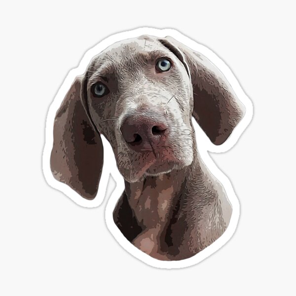 Weimaraner Stickers for Sale