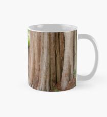 Under the swamp cypresses Mug