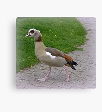Egyptian Goose. Leinwanddruck