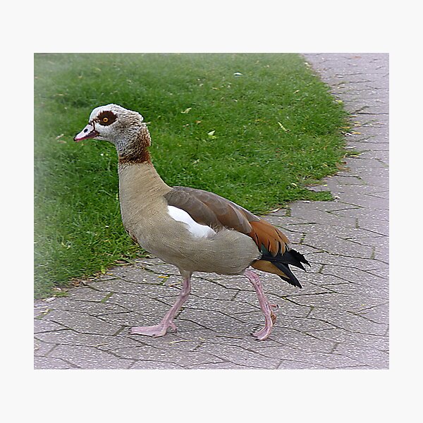 Item preview, Egyptian Goose. designed and sold by Lilian Marshall.