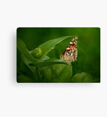 Painted Lady Butterfly Leinwanddruck